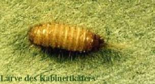 Der khaprakäfer (trogoderma granarium) ist eine käferart aus der familie der speckkäfer adulte khaprakäfer sind länglich ovale käfer, die eine körperlänge von etwa 1,6 bis 3,0 mm und eine breite. Schadlinge Online Kabinettkafer