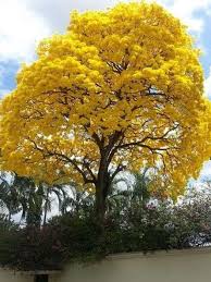 Maybe you would like to learn more about one of these? Albero Con Fiori Gialli Risolvi I Giochi Puzzle Gratis Presso Puzzle Factory