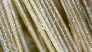 Microscope images at different magnifications. Human And Cat Hair Under The Microscope Youtube
