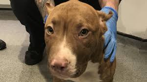 Despite what you may have heard there's no evidence suggesting that cropped ears reduce the risk of ear. Bristol Man Jailed After Cropping Nine Puppies Ears Bbc News