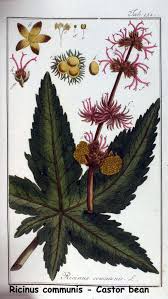 Image result for Ricinus