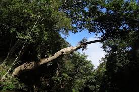 Malaysia's taman negara rainforest is as beautiful as it is ancient, remaining intact for millions of years. Taman Negara Full Day Tour From Kuala Lumpur 2021