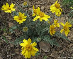 Image result for Wahlenbergia hookeri