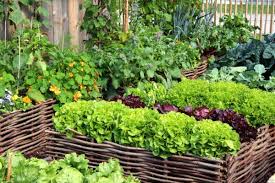 Knowing where your food came from is just one benefit of home vegetable gardening. Summer Gardening Guide How To Create An Organic Vegetable Garden At Home