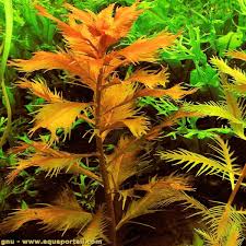 Image result for Haloragaceae