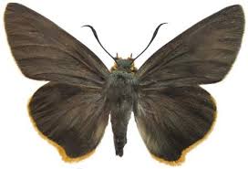 Image result for Triaspis macropteron