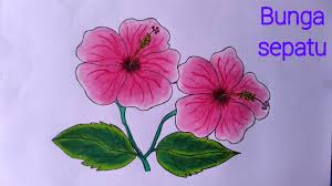 Gambar bunga kembang sepatu harian nusantara. Cara Menggambar Bunga Sepatu Cara Menggambar Bunga Yang Mudah Dan Bagus Youtube