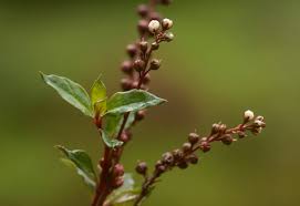 Image result for Lysimachia ruhmeriana