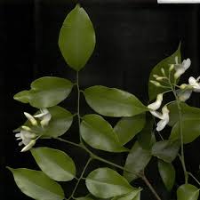 Image result for Craibia zimmermannii