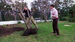 If the tree is too large to do it yourself, there are professionals who transplant nearly every size. How To Move A Mature Fruit Tree Abc None Australian Broadcasting Corporation