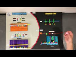 How are synthetic peptides made? Polypeptide Synthesis Interactive Model Youtube