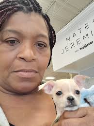 Medication for 17-year-old chihuahua's arthritis