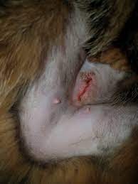 Is My Cats Spay Incision Site Infected Thecatsite