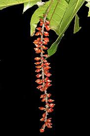 Image result for Antidesma vogelianum