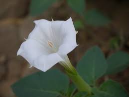 Image result for Datura inoxia