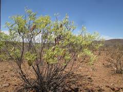 Image result for Elephantorrhiza burkei