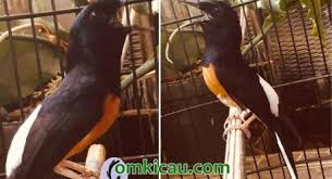 200+ gambar lucu bikin ngakak yang konyol dan gokil abis update terbaru 2018. Gambar Dan Foto Om Kicau