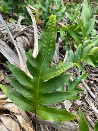 Image result for Microsorum scolopendria