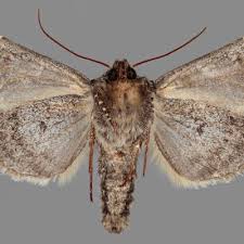 Image result for Hadena perplexa