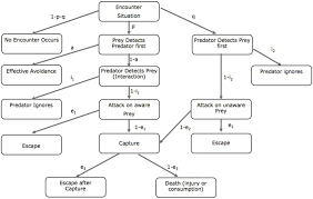 Lima And Dills Predator Prey Model Flow Chart Displaying