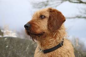 Image result for štýrský brakýř