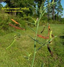 Image result for Aeschynomene indica