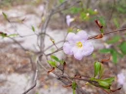 Image result for Mostuea hirsuta