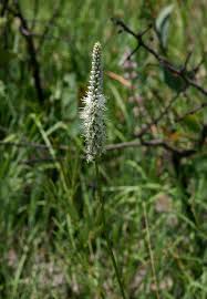 Image result for Chlorophytum colubrinum