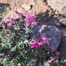 Image result for Barleria rigida