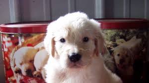 How much do golden retrievers cost? Golden Retriever Puppies Males Females America S Pet Registry