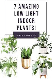 7 Amazing Low Light Indoor Plants Paisley Sparrow Low Light Plants Office Plants Low Light Low Light House Plants