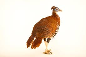 Image result for Lagenaria rufa