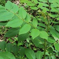 Akan tetapi, tanaman turi ini tidak baik ditanam pada ketinggian lebih dari 1.500 mdpl. Membuat Pakan Kambing Fermentasi Hijauan Tips Ternak Kambing