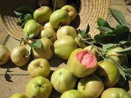 The mountain rose apple is medium size, elongated with pink blush and yellow skin. Pink Pearl A Sweetheart Of An Apple Per Joy