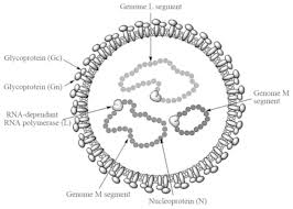 Oct 08, 2020 · warna kuning adalah bilangan yang bisa membagi 24, 36, dan 48 bersamaan. Crimean Congo Hemorrhagic Fever Risk Factors And Control Measures For The Infection Abatement Review
