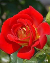 Pin By Sharon Carlson On Flowers In 2020 Beautiful Rose Flowers Flower Photos Amazing Flowers
