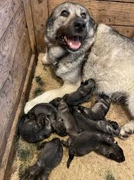 Image result for norský losí pes šedý