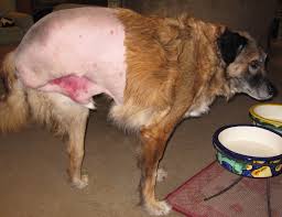 This is an osteosarcoma, the most common bone cancer in dogs. Adventures With Canine Osteosarcoma Pet Doctor Mom