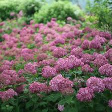 Image result for Hydrangea arborescens Pink Anabelle