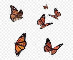 Victoria_borodinova / 2968 images coffee. Aesthetic Aesthetictumblr Aestheticsticker Aestheticorange Butterfly Png For Editing Clipart 5615409 Pinclipart