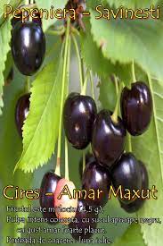 Pomii si mugurii de flori rezistenti la ger. CireÈ™ Amar De Maxut Pepiniera Berzoi Savinesti Pomi Fructiferi Direct De La Producator In Cantitati Mari