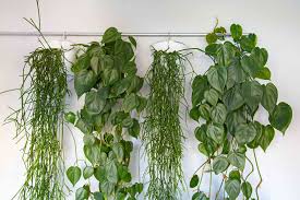 Check spelling or type a new query. 9 Unique Ideas For A Hanging Garden