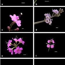 Image result for Commicarpus pentandrus