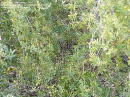 Image result for Freylinia tropica