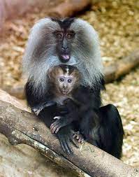 The Lion Tailed Macaque Ranks Among The Rarest And Most Threatened Primates Primates Animals Wild Monkeys Funny