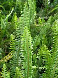 Image result for Nephrolepis
