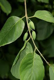 Image result for Berchemia discolor