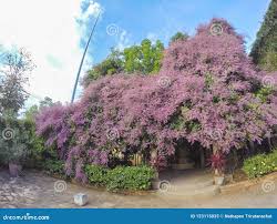 Image result for Congea