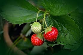 You can apply this method to grow strawberries and harvest them throughout the year no matter how the weather is. No Fruit On Strawberry Plants 9 Reasons Why Eco Family Life