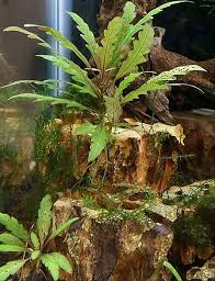 Image result for Hygrophila cataractae